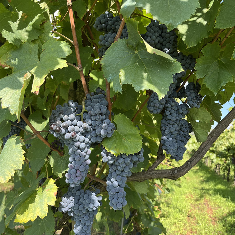 grapes
